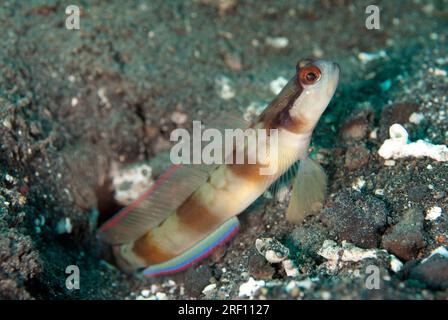 Shrimpgoby masqué, Amblyeleotris gymnocephala, à l'entrée du trou, site de plongée Retak Larry, détroit de Lembeh, Sulawesi, Indonésie Banque D'Images