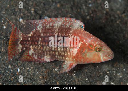 Twospot Wrasse, Oxycheilinus bimaculatus, au-dessus du sable, site de plongée TK1, détroit de Lembeh, Sulawesi, Indonésie Banque D'Images