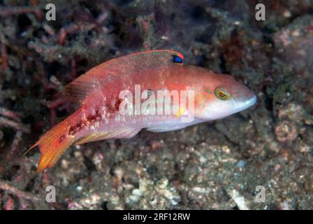 Doublespot Wrasse, Oxycheilinus bimaculatus, site de plongée AW Shucks, détroit de Lembeh, Sulawesi, Indonésie Banque D'Images