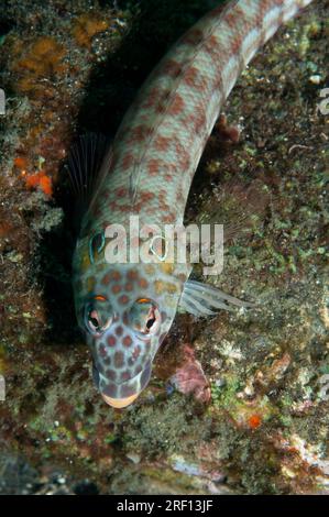 Sandperche en treillis, Parapercis clathrata, reposant sur le sable, site de plongée Coral Garden, Seraya, Karangasem, Bali, Indonésie Banque D'Images