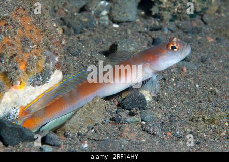 Flagtail Shrimpgoby, Amblyeleotris yanoi, par trou, site de plongée Wreck Slope, Tulamben, Karangasem, Bali, Indonésie Banque D'Images