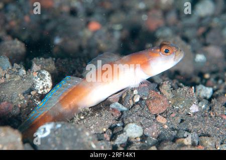 Flagtail Shrimpgoby, Amblyeleotris yanoi, par trou, site de plongée Wreck Slope, Tulamben, Karangasem, Bali, Indonésie Banque D'Images