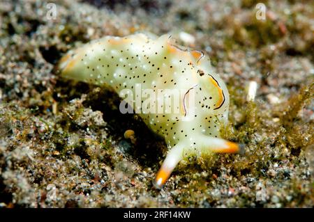 Slug orné Sapsucking, Elysia ornata, site de plongée Wreck Slope, Tulamben, Karangasem, Bali, Indonésie Banque D'Images