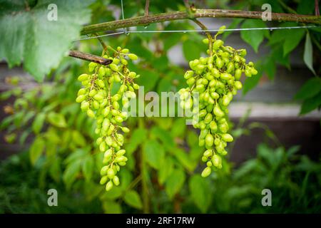 Grappes avec raisins germinaux en gros plan. La naissance des raisins dans le vignoble Banque D'Images