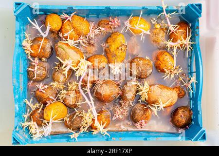 Les pommes de terre germées sont trempées dans un désinfectant pour les protéger contre les maladies fongiques et les ravageurs. Préparer les graines de pomme de terre pour la plantation dans le jardin Banque D'Images