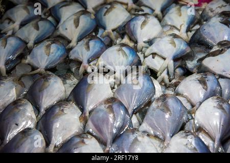 Le poisson Pomfret argenté sur glace se vend sur le marché au Bangladesh Banque D'Images