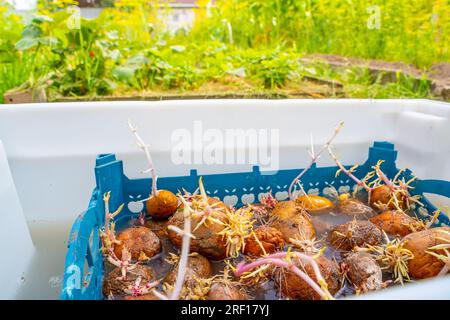 Les pommes de terre germées sont trempées dans un désinfectant pour les protéger contre les maladies fongiques et les ravageurs. Préparer les graines de pomme de terre pour la plantation dans le jardin Banque D'Images