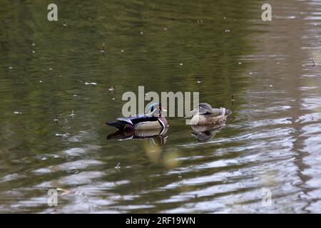 Un canard de bois mâle et femelle face à face dans l'eau. Banque D'Images