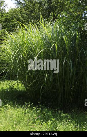 Miscanthus sinensis petite herbe verte zébrée Banque D'Images