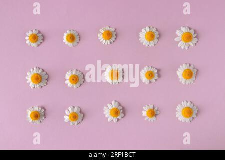 Fleurs blanches de Marguerite ou de camomille sur le fond de papier rose pâle. Modèle de plantation carré. Banque D'Images