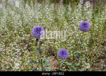 Trois belles têtes de fleurs Echinops ritro ou globethistle du sud avec des fleurs bleues Banque D'Images