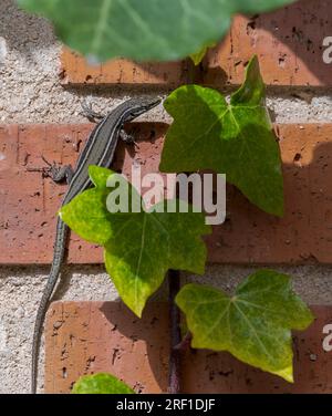 Lézard de mur ibérique, Podarcis hispanicus. Phot pris dans la municipalité de Colmenar Viejo, province de Madrid, Espagne Banque D'Images