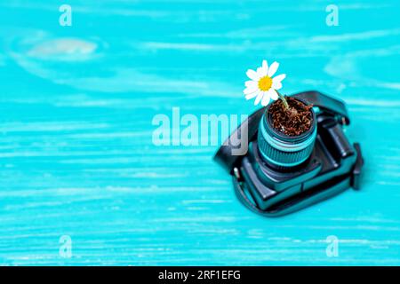 Symphonie photographique de la nature : gros plan d'une fleur de Marguerite fleurissant à travers un appareil photo jouet placé sur un fond en bois bleu. Déployer la créativité dans un Banque D'Images