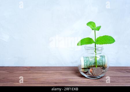 Plante verte fraîche pousse à partir d'un pot d'argent plein de pièces de monnaie et de billets d'un dollar placé sur une table en bois contre un fond en béton avec espace de copie. Financier Banque D'Images