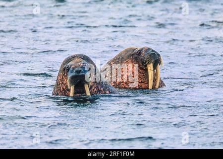 Curieux Walruses avec de grandes défenses dans la mer Banque D'Images