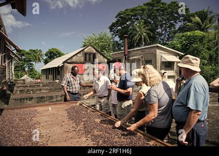 St. George, Grenade - 27 novembre 2015 : les gens au marché des graines de cacao. Banque D'Images