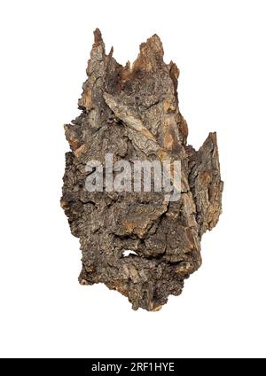 Texture écorce d'arbre sur fond isolé blanc, vue de dessus. Matériau naturel, podium pour le produit. Elément de conception. Woodland Spirit face. Espace de copie Banque D'Images