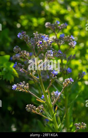 Anchusa officinalis, alcanet, bugloss commun. Été, aube. Des gouttes de rosée se trouvent sur la plante. Magnifique fond vert. Banque D'Images