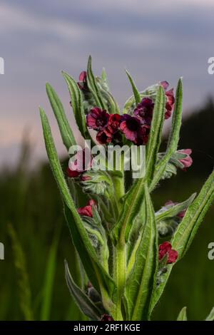 Dans la nature, Cynoglossum officinale fleurit parmi les herbes. Un gros plan des fleurs colorées du sedum commun dans un habitat typique. Banque D'Images