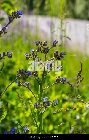 Anchusa officinalis, alcanet, bugloss commun. Été, aube. Des gouttes de rosée se trouvent sur la plante. Magnifique fond vert. Banque D'Images