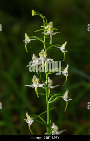 Platanthera bifolia, communément connu sous le nom de papillon-orchidée inférieur, est une espèce d'orchidée du genre Platanthera. Fleurir dans la forêt. Banque D'Images