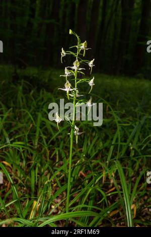 Platanthera bifolia, communément connu sous le nom de papillon-orchidée inférieur, est une espèce d'orchidée du genre Platanthera. Fleurir dans la forêt. Banque D'Images