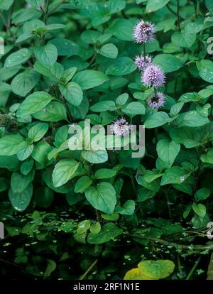 Menthe d'eau (Mentha aquatica), floraison Banque D'Images