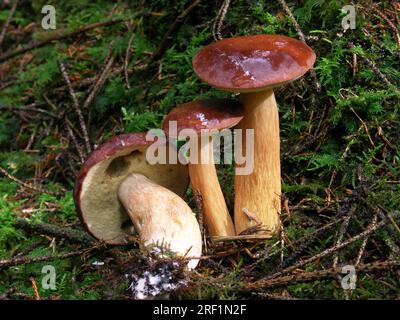 Bolète de baie (Xerocomus badius) Fischach, Souabe Banque D'Images