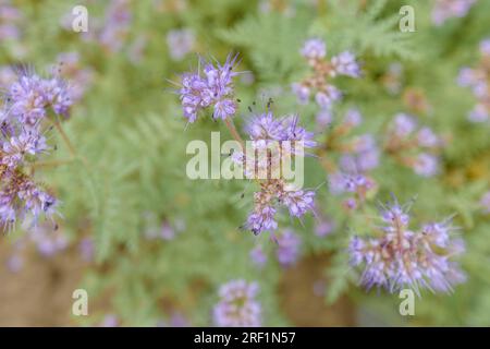 Tansie bleue de la plante à fleurs phacelia en champ cultivé, foyer sélectif Banque D'Images