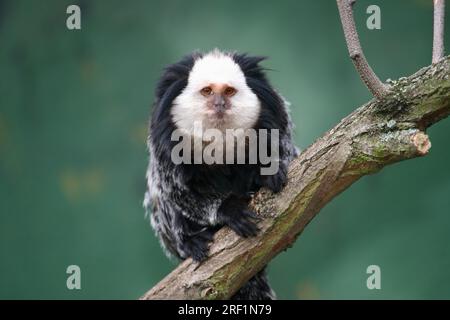 Marmoset à tête blanche (Callithrix geoffroyi), Mormoset à face blanche Banque D'Images