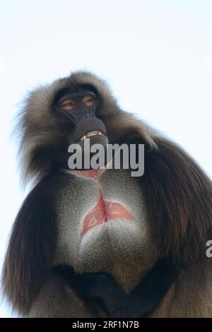 Babouin Gelada (Theropithecus gelada) Banque D'Images