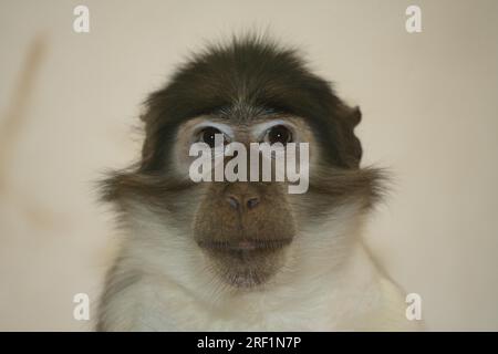 Mangabey (Cercocebus atys) lunulatus, Mangabey à nuque blanche Banque D'Images