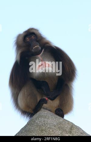 Babouin Gelada (Theropithecus gelada) Banque D'Images