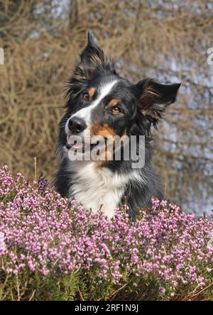 Border collie couché sur des rochers dans l'herbe erica. Portrait, tête. Dans les arbres de fond et un ciel bleu, FCI, norme n° 297 Banque D'Images