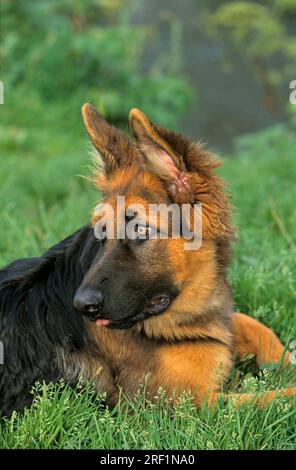 Chien de berger à poil long, chiot, berger allemand, FCI, norme n° 166 Banque D'Images