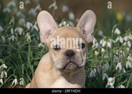 Bulldog français, 10 semaines, faune couleur, portrait, vue de la tête, gouttes de neige en arrière-plan Banque D'Images