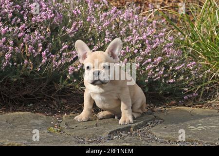 Bouledogue français, 10 semaines, faune de couleur, assis devant Erika (bruyère de neige) Banque D'Images