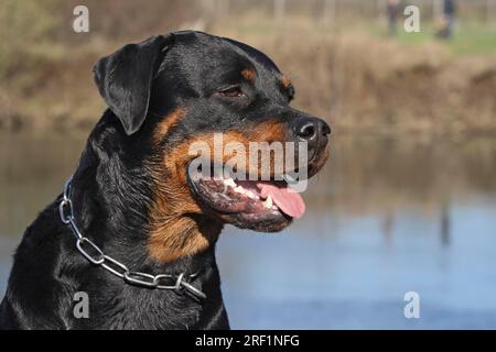 Portrait Rottweiler, tête de photo plus de motifs sur ce sujet sur demande Banque D'Images