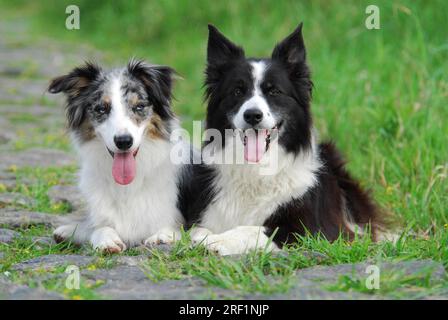 2, deux collies de bordure disposées côte à côte sur un chemin, norme FCI n° 297/1. 1, deux collies de frontière côte à côte Banque D'Images