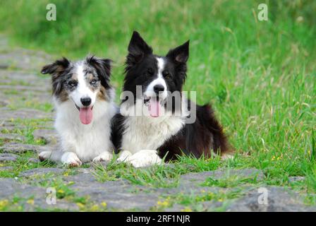 2, deux collies de bordure disposées côte à côte sur un chemin, norme FCI n° 297/1. 1, deux collies de frontière côte à côte Banque D'Images
