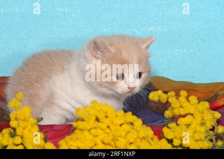 British Shorthair mâle 4 semaines bicolore/bicolore blanc crème est assis dans son panier, devant lui des mimosas Banque D'Images