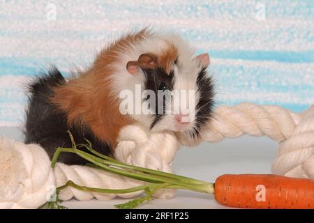 cobaye angora de 6 semaines, femelle, debout avec ses pattes avant sur une corde d'escalade et a une carotte devant elle. &gt;&gt;&gt ; plus similaires Banque D'Images