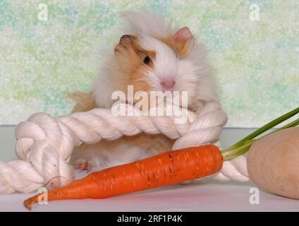 cobaye angora de 6 semaines, femelle, debout avec ses pattes avant sur une corde d'escalade et a une carotte devant elle. &gt;&gt;&gt ; plus similaires Banque D'Images