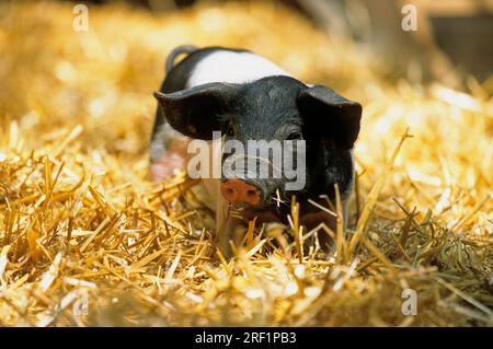 Porc Hallisch, Schwaebisch-Haellisches Landschwein, porcelets au foin Banque D'Images