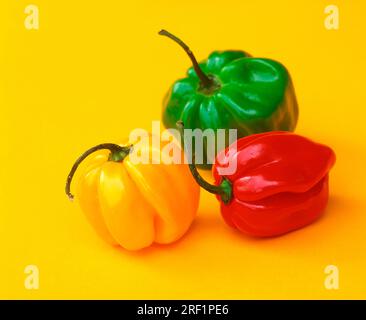 Piment, piment de fleurs, Habanero Banque D'Images