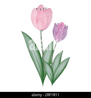 illustration de deux tulipes aquarelles Illustration de Vecteur
