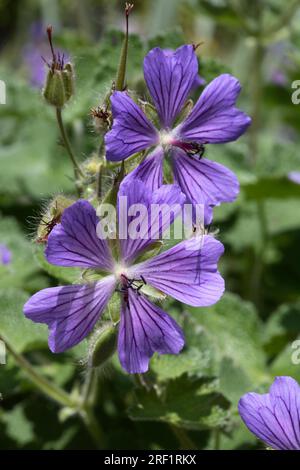 Cranesbill caucasien - Géranium renardii 'Philippe Vapelle' Banque D'Images