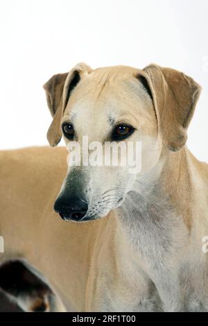 Sloughi, Greyhound arabe, Slughi Banque D'Images