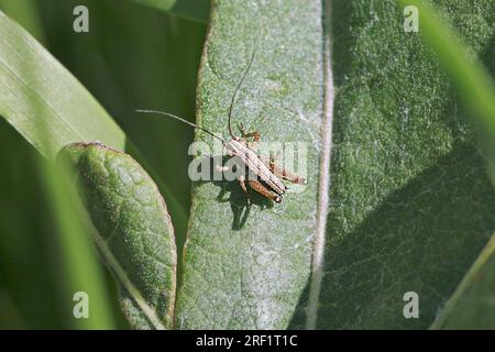 Cricket de brousse (Pholidoptera griseoaptera), Allemagne Banque D'Images