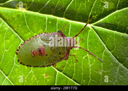 Insecte bouclier vert, larve (Palomena prasina), Allemagne Banque D'Images